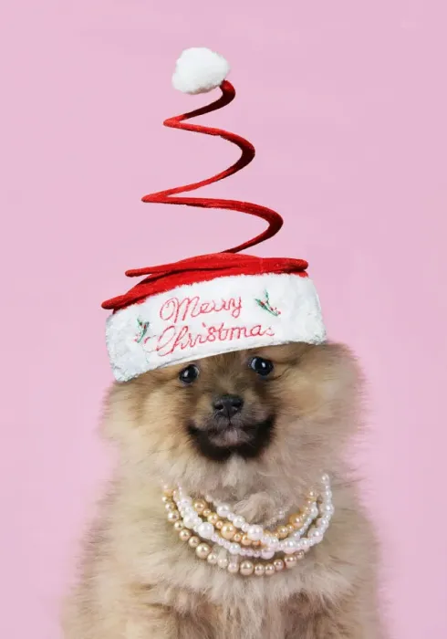 Framed Print : 13131280. Dog. Pomeranian puppy (10 weeks old) wearing tiara necklace Framed Print : 13131280. Dog. Pomeranian puppy (10 weeks old) wearing tiara necklace
