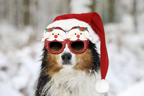 13131282. Australian shepherd Dog, wearing Christmas hat and glasses in winter snow Date