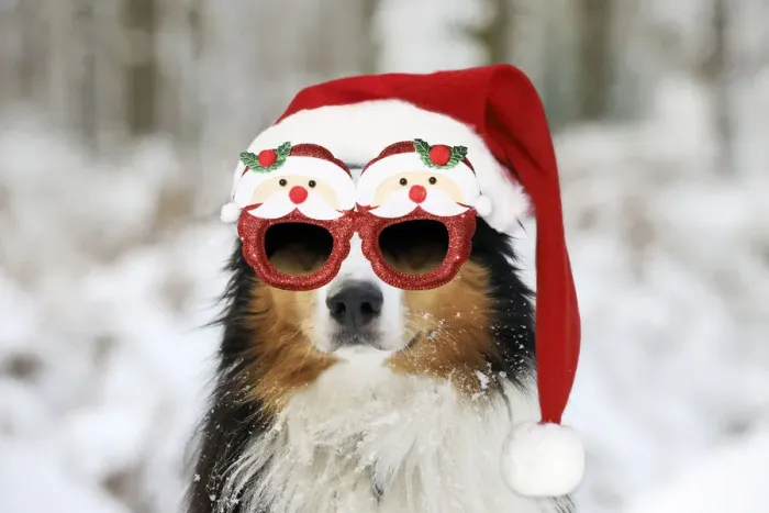Framed Print : 13131282. Australian shepherd Dog, wearing Christmas hat and glasses in winter snow Date Framed Print : 13131282. Australian shepherd Dog, wearing Christmas hat and glasses in winter snow Date