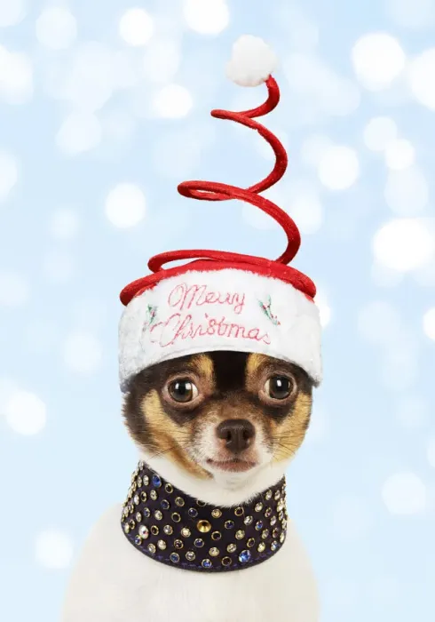 Framed Print : 13131284. Chihuahua Dog, wearing large studded collar and Christmas hat Date Framed Print : 13131284. Chihuahua Dog, wearing large studded collar and Christmas hat Date