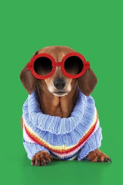 13131285. Miniature Short Haired Dachshund Dog, wearing jumper and sunglasses Date