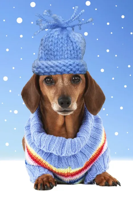 Framed Print : 13131287. Dog - Miniature Short Haired Dachshund - wearing jumper Date Framed Print : 13131287. Dog - Miniature Short Haired Dachshund - wearing jumper Date
