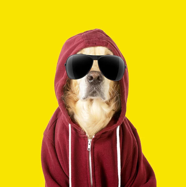 13131288. DOG - Golden Retriever in a Hoodie wearing sunglasses Date