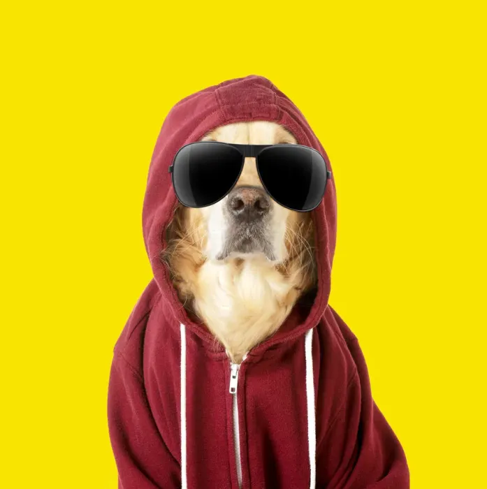 Framed Print : 13131288. DOG - Golden Retriever in a Hoodie wearing sunglasses Date Framed Print : 13131288. DOG - Golden Retriever in a Hoodie wearing sunglasses Date