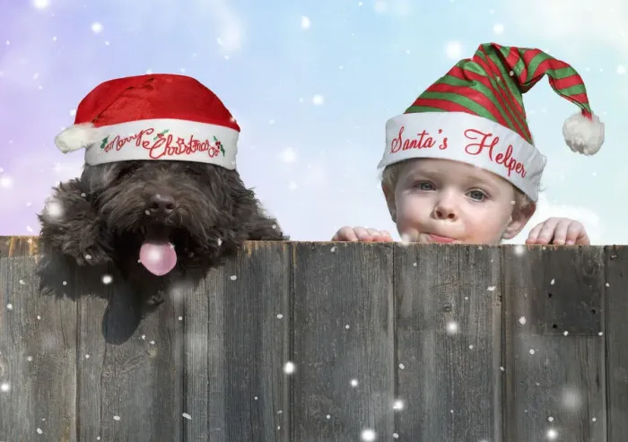 Framed Print : 13131291. DOG. Cockerpoo and little boy looking over a fence Date