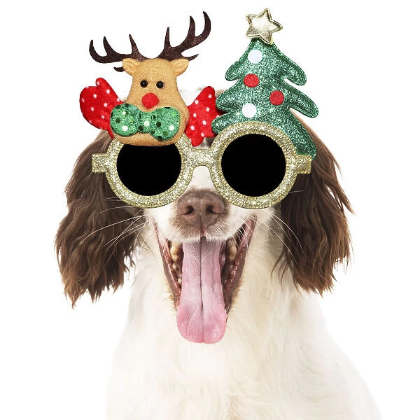 13131292. DOG. Springer Spaniel wearing Christmas glasses Date