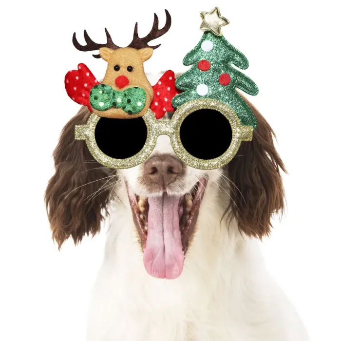 Framed Print : 13131292. DOG. Springer Spaniel wearing Christmas glasses Date Framed Print : 13131292. DOG. Springer Spaniel wearing Christmas glasses Date