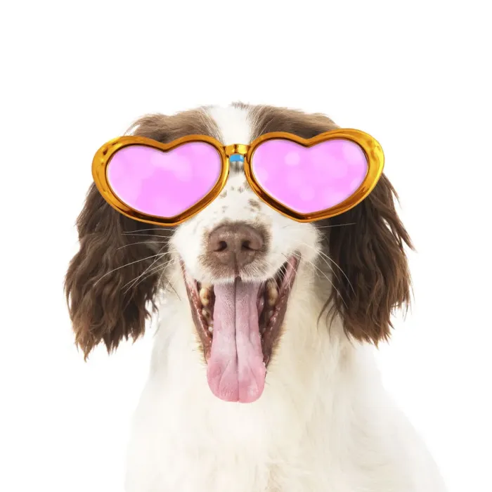 Framed Print : 13131293. DOG. Springer Spaniel wearing glasses Date Framed Print : 13131293. DOG. Springer Spaniel wearing glasses Date