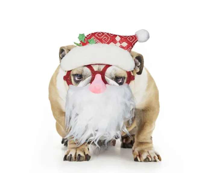 Framed Print : 13131297. Bulldog wearing Father Christmas glasses Date Framed Print : 13131297. Bulldog wearing Father Christmas glasses Date