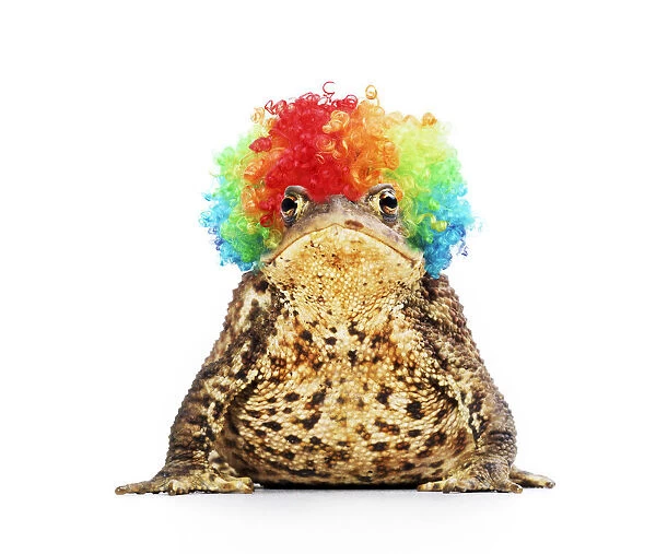 13131299. Common Toad wearing rainbow wig Date