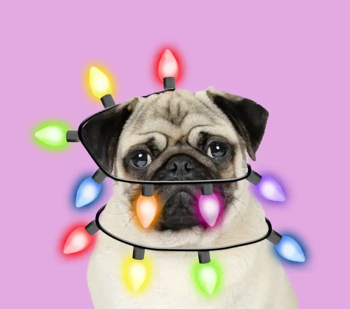 Framed Print : 13131300. Pug Dog wrapped in christmas lights Date Framed Print : 13131300. Pug Dog wrapped in christmas lights Date