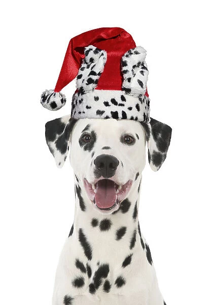 13131302. Dalmatian Dog, wearing dalmatian Christmas hat Date
