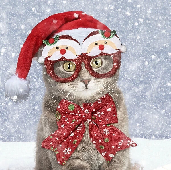 13131306. Grey Tabby Cat, wearing Christmas hat, glasses and bow in winter snow Date
