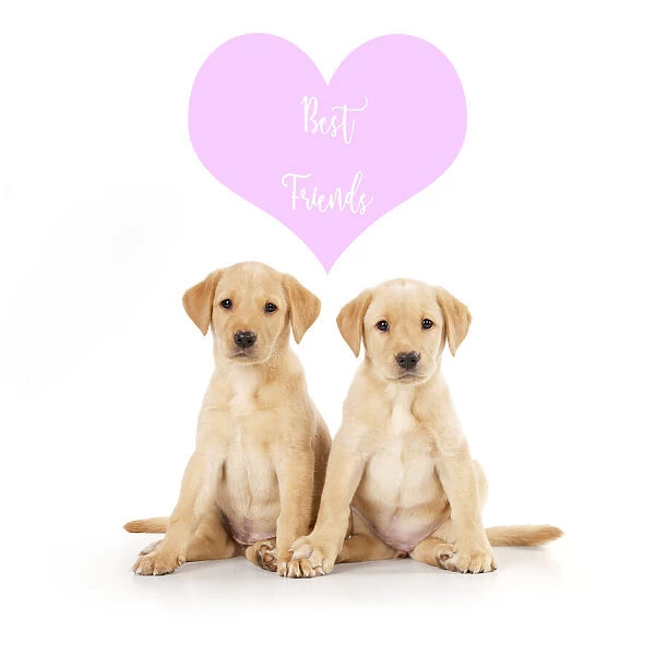 13131307. Labrador Dog, puppies ( 6 weeks old ) best friends Date