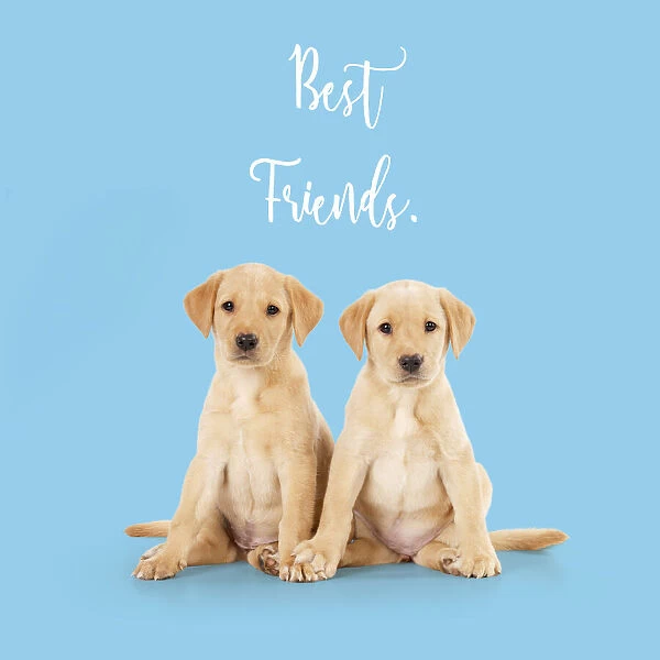 13131308. Labrador Dog, puppies ( 6 weeks old ) best friends Date