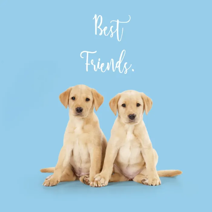Framed Print : 13131308. Labrador Dog, puppies ( 6 weeks old ) best friends Date Framed Print : 13131308. Labrador Dog, puppies ( 6 weeks old ) best friends Date
