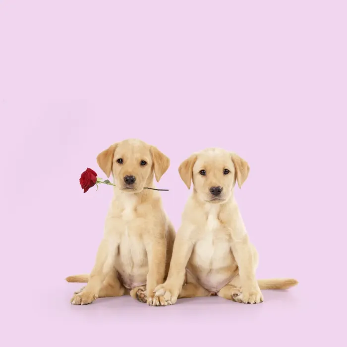 Framed Print : 13131309. Labrador Dog, puppies ( 6 weeks old ) one holding red rose Date Framed Print : 13131309. Labrador Dog, puppies ( 6 weeks old ) one holding red rose Date