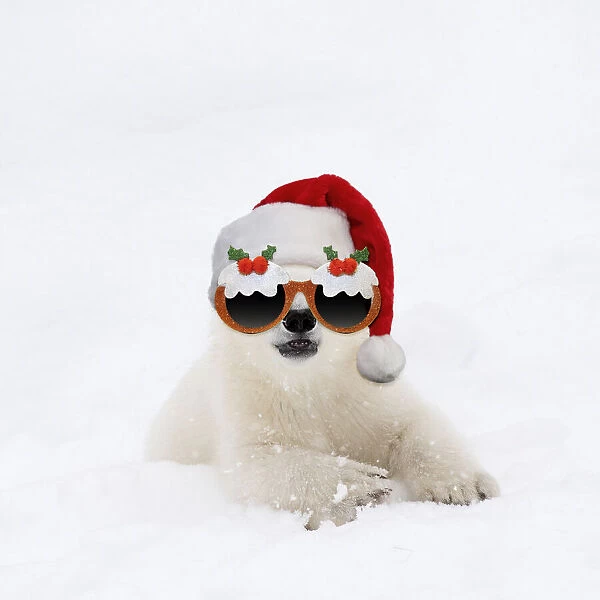 13131310. Polar Bear, 4 month old cub wearing Christmas hat and glasses in the snow Date
