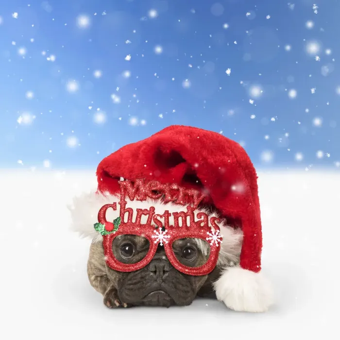 Framed Print : 13131311. DOG. French Bulldog wearing Christmas hat and glasses in winter snow scene Date Framed Print : 13131311. DOG. French Bulldog wearing Christmas hat and glasses in winter snow scene Date