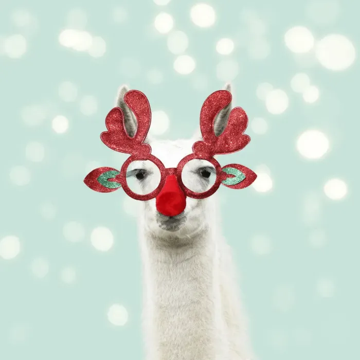 Framed Print : 13131313. Llama with big eye lashes wearing Christmas glasses Date Framed Print : 13131313. Llama with big eye lashes wearing Christmas glasses Date