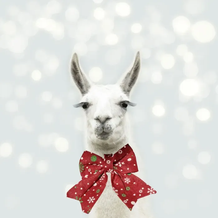 Framed Print : 13131314. Llama with big eye lashes wearing Christmas bow Date Framed Print : 13131314. Llama with big eye lashes wearing Christmas bow Date