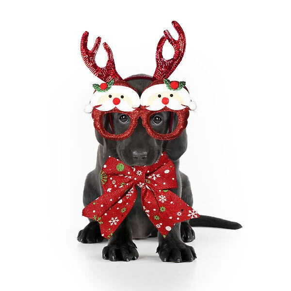 13131315. Black Labarador Dog, puppy sitting, wearing Christmas Reindeer antlers, red bow