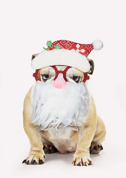 13131316. Bulldog, wearing Father Christmas glasses Date