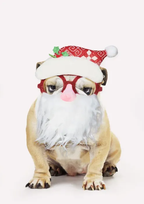Framed Print : 13131316. Bulldog, wearing Father Christmas glasses Date Framed Print : 13131316. Bulldog, wearing Father Christmas glasses Date