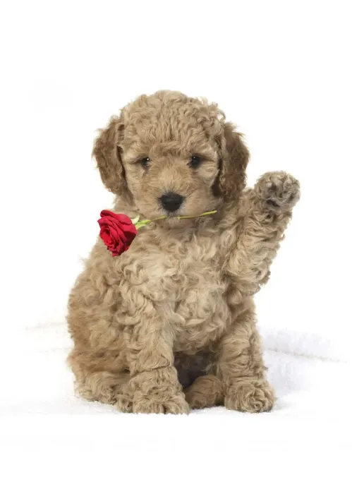 Framed Print : 13131317. DOG. Cavapoo puppy 6 weeks old, studio with paw up holding red rose Date Framed Print : 13131317. DOG. Cavapoo puppy 6 weeks old, studio with paw up holding red rose Date