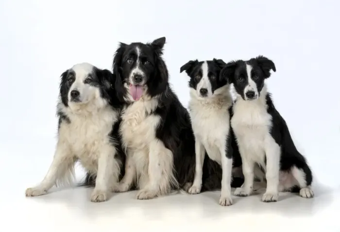 Framed Print : 13131319. DOG. Border Collie dogs, 4 in a row, studio Date Framed Print : 13131319. DOG. Border Collie dogs, 4 in a row, studio Date