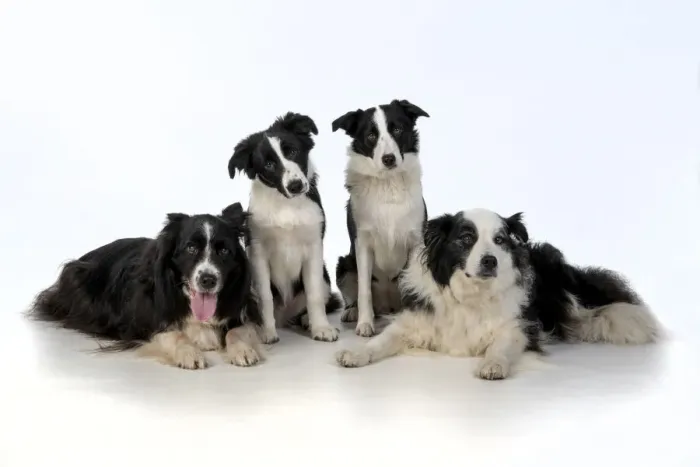 Framed Print : 13131320. DOG. Border Collie dogs, 4 in a row, studio Date Framed Print : 13131320. DOG. Border Collie dogs, 4 in a row, studio Date