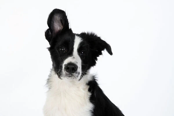 13131321. DOG. Border Collie dog, head and shoulders, ear up, studio Date