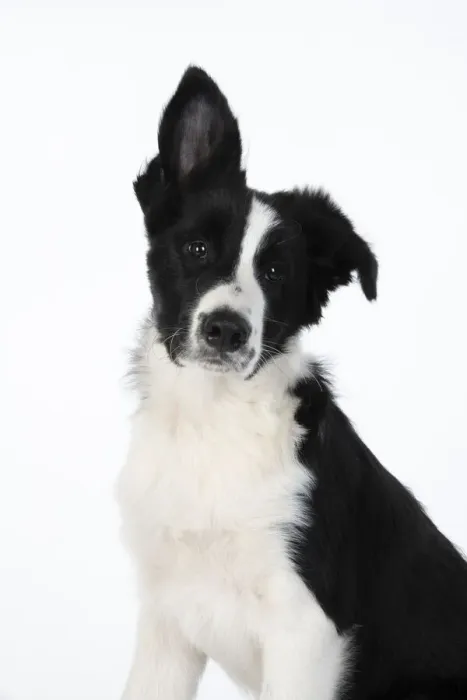 Framed Print : 13131322. DOG. Border Collie dog, head and shoulders, ear up, studio Date Framed Print : 13131322. DOG. Border Collie dog, head and shoulders, ear up, studio Date