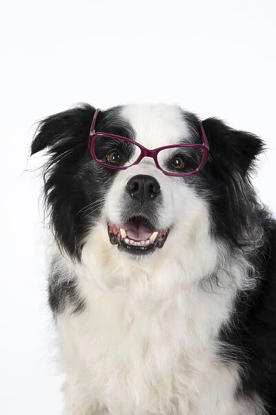 13131323. DOG. Border Collie dog, head and shoulders, wearing glasses, studio Date