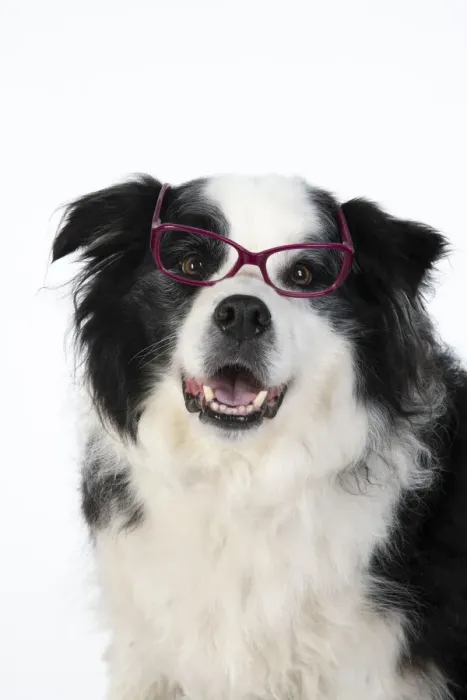 Framed Print : 13131323. DOG. Border Collie dog, head and shoulders, wearing glasses, studio Date Framed Print : 13131323. DOG. Border Collie dog, head and shoulders, wearing glasses, studio Date