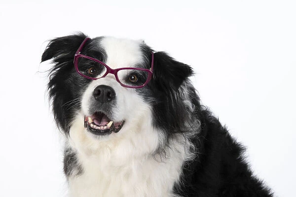 13131324. DOG. Border Collie dog, head and shoulders, wearing glasses, studio Date