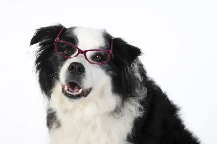 Framed Print : 13131324. DOG. Border Collie dog, head and shoulders, wearing glasses, studio Date Framed Print : 13131324. DOG. Border Collie dog, head and shoulders, wearing glasses, studio Date