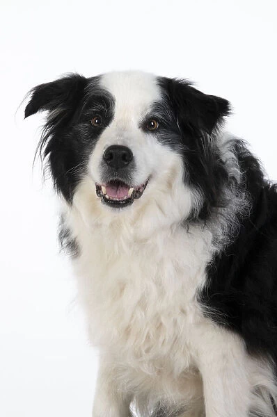 13131325. DOG. Border Collie dog, head and shoulders, studio Date