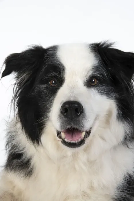 Framed Print : 13131326. DOG. Border Collie dog, head and shoulders, studio Date Framed Print : 13131326. DOG. Border Collie dog, head and shoulders, studio Date