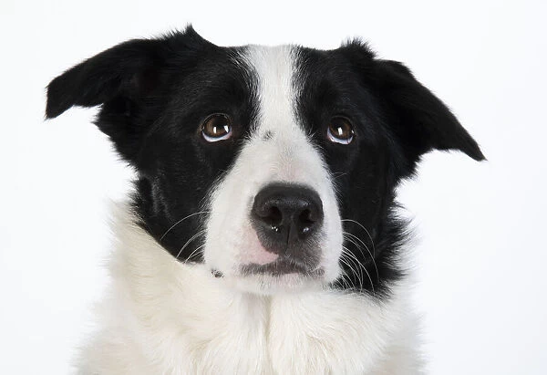 13131327. DOG. Border Collie dog, head and shoulders, studio Date