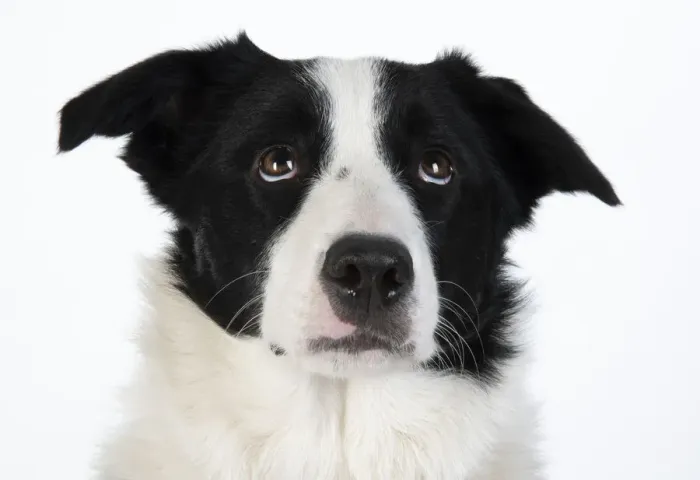 Framed Print : 13131327. DOG. Border Collie dog, head and shoulders, studio Date Framed Print : 13131327. DOG. Border Collie dog, head and shoulders, studio Date