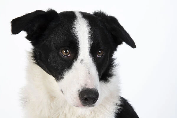 13131328. DOG. Border Collie dog, head and shoulders, studio Date