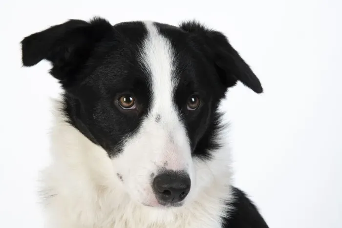 Framed Print : 13131328. DOG. Border Collie dog, head and shoulders, studio Date Framed Print : 13131328. DOG. Border Collie dog, head and shoulders, studio Date
