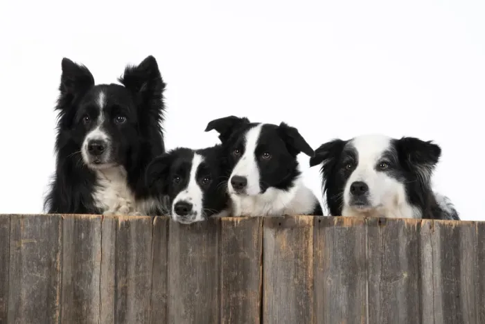 Framed Print : 13131329. DOG. Border Collie dogs, x4 over wooden fence, studio Date Framed Print : 13131329. DOG. Border Collie dogs, x4 over wooden fence, studio Date