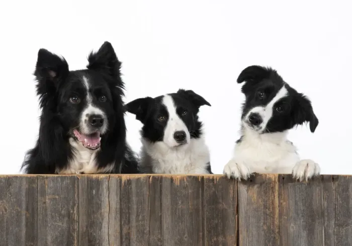 Framed Print : 13131330. DOG. Border Collie dogs, x4 over wooden fence, studio Date Framed Print : 13131330. DOG. Border Collie dogs, x4 over wooden fence, studio Date