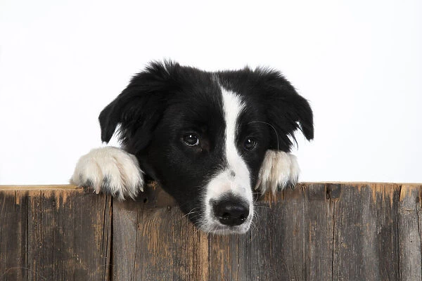 13131331. DOG. Border Collie dog, over wooden fence, studio Date
