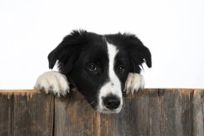 Framed Print : 13131331. DOG. Border Collie dog, over wooden fence, studio Date Framed Print : 13131331. DOG. Border Collie dog, over wooden fence, studio Date