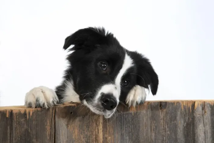 Framed Print : 13131332. DOG. Border Collie dog, over wooden fence, studio Date Framed Print : 13131332. DOG. Border Collie dog, over wooden fence, studio Date