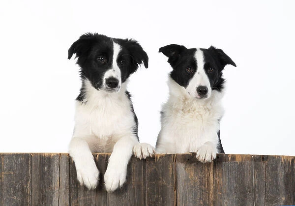13131333. DOG. Border Collie dogs, x2 over wooden fence, studio Date