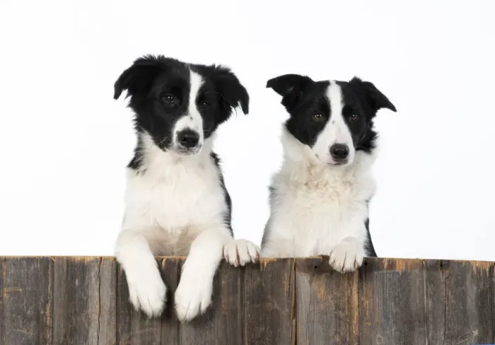 Framed Print : 13131333. DOG. Border Collie dogs, x2 over wooden fence, studio Date Framed Print : 13131333. DOG. Border Collie dogs, x2 over wooden fence, studio Date